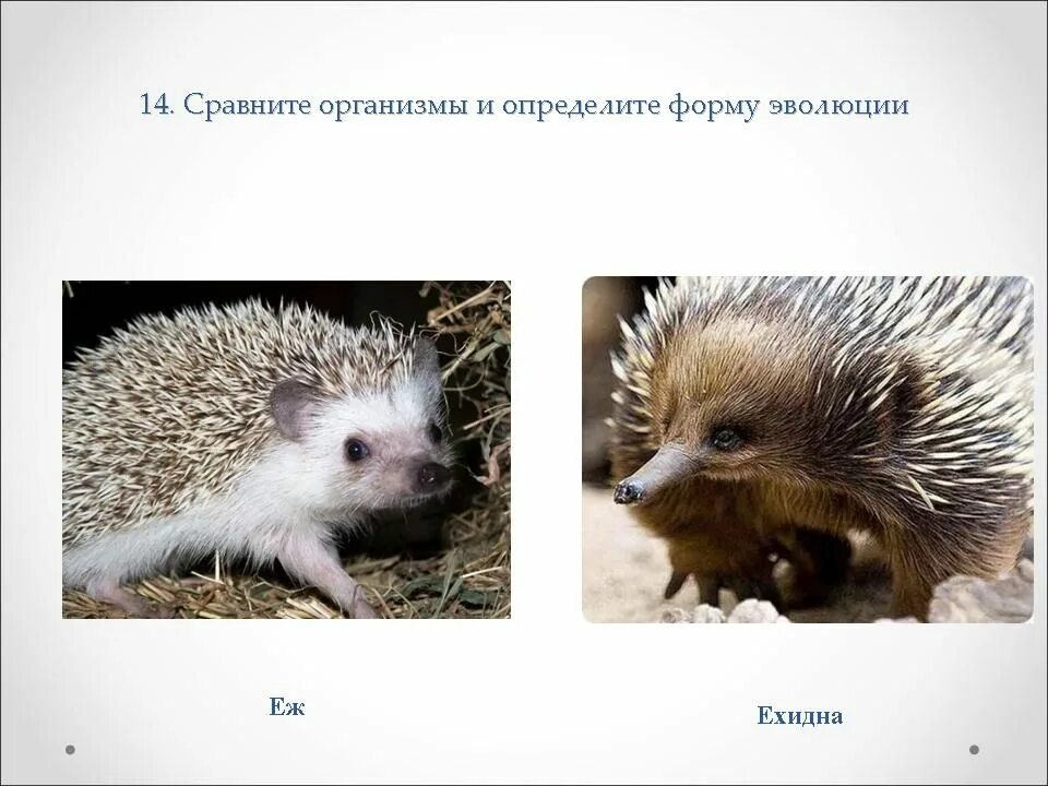 Чем отличается ежик