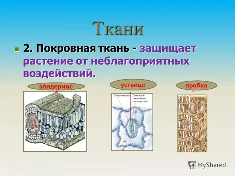 Покровная ткань. Покровная ткань растений. Покровная растительная ткань. Структура покровной ткани
