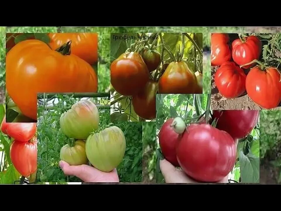 Мясистые томаты для теплицы. Томат цыпочка видео. томат гармошка фото. томат цыпочка фото. томаты людмилы кодзасовой каталог.