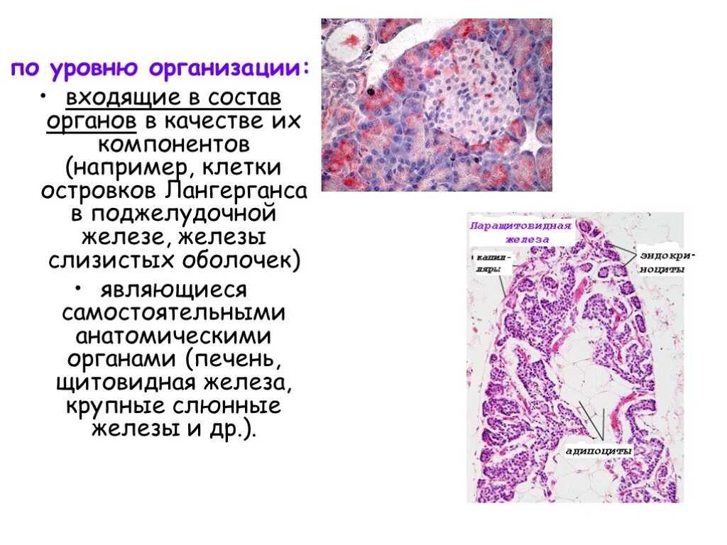 Эпителий печени и поджелудочной железы. Эпителиальная ткань поджелудочной железы. Железистый эпителий поджелудочной железы. Клетки Лангерганса в слизистой оболочки. Слизистая оболочка поджелудочной железы.