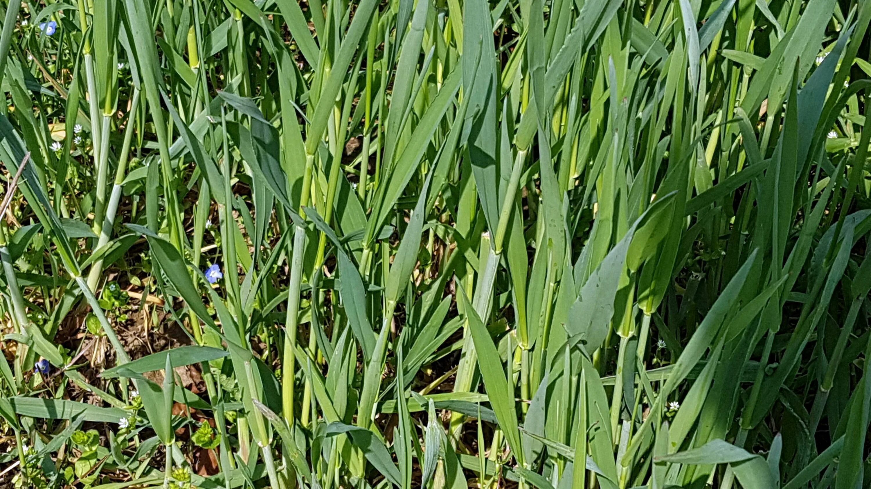 Пырей трава. Пырей Свинорой. Пырей сорняк. Пырей ползучий (Elytrigia repens).