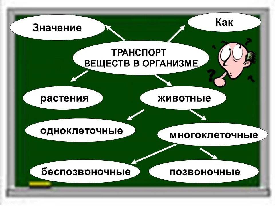 Как осуществляется транспорт веществ у одноклеточных животных. Транспорт веществ в организме. транспорт веществ в организме животных таблица. транспорт питательных веществ в организмах. значение транспорта веществ в организме животных.
