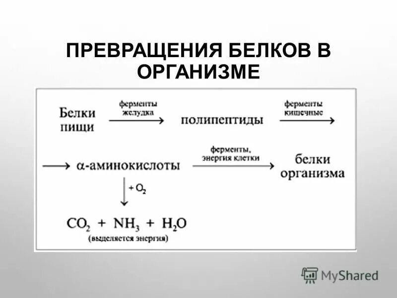 превращение белков в организме схема. превращение белков в организме. составить схему превращение белков в организме. превращение белков в организме. превращение белков в организме.