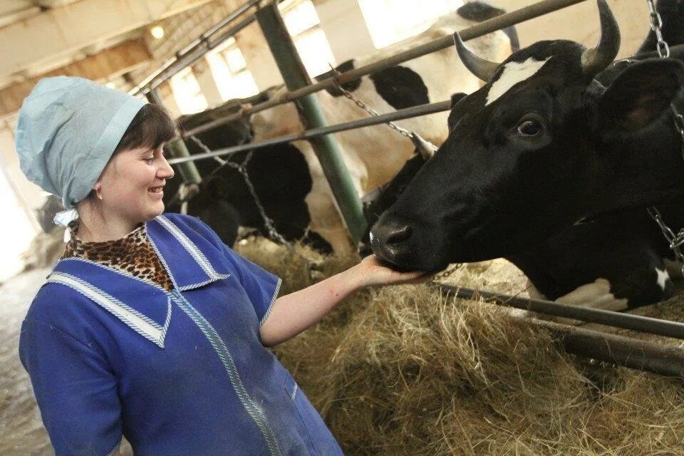 Доярка. Женщины в сельском хозяйстве. Профессии в колхозе. Профессии в колхозе. Доение коров на ферме.