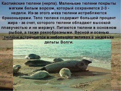 Каспий можно
