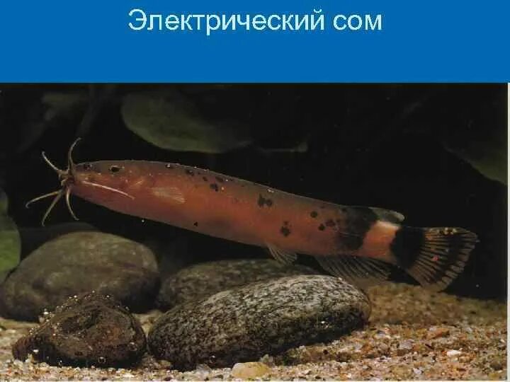 Электрический сом. Рыба электро сом. Электрические органы электрического сома. Нильский электрический сом. • электрические сомы (malapterurus),.