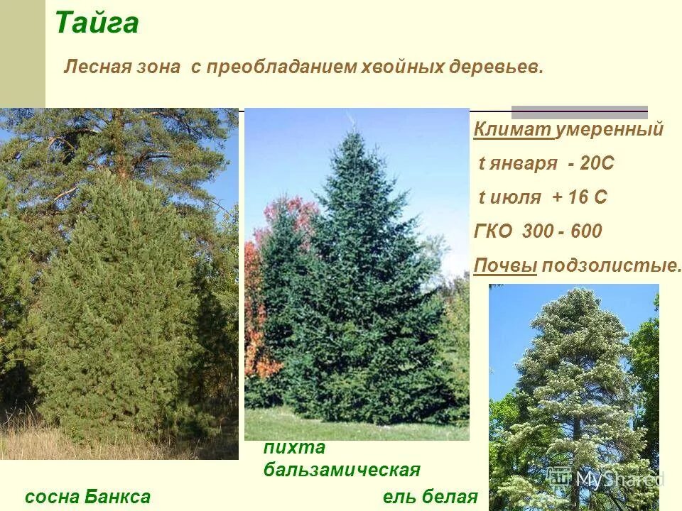 Лес из хвойных деревьев. Тайга и широколиственные леса. Пихта нордмана. Лесная зона с преобладанием хвойных деревьев. Лесная зона с преобладанием хвойных деревьев.