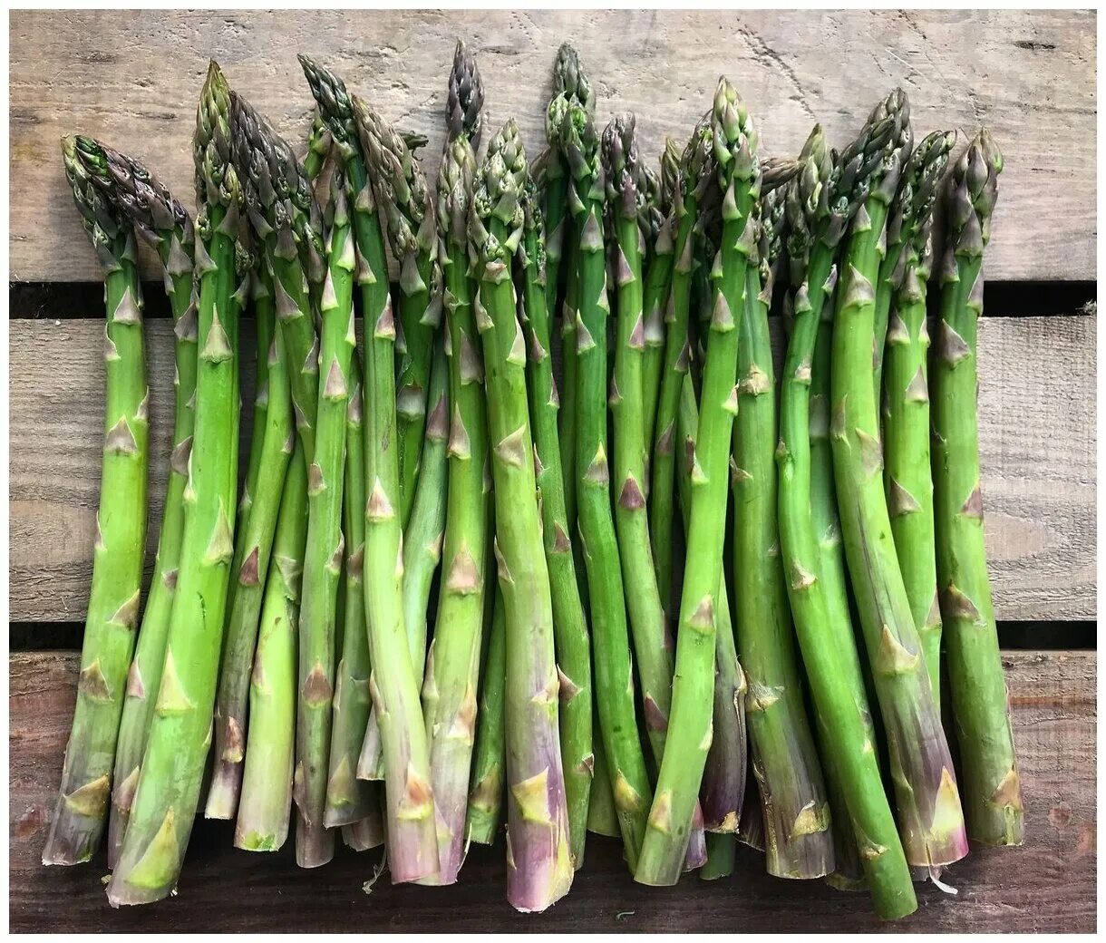 спаржа шобериевидная. спаржа аржентельская (1,0г) (ц/п 1871) агрони семена. семена спаржа "царская", 0,5 г. спаржа мэри вашингтон. спаржа царская (а) (цв) 2гр.