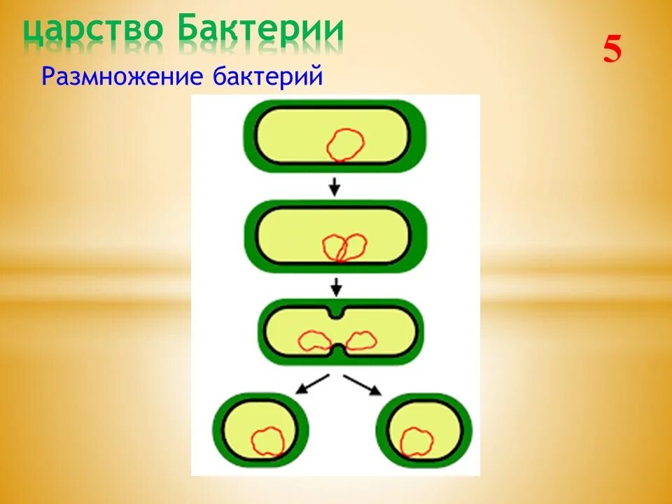 Деление центральной клетки. Размножение прокариотической клетки. Схема деления прокариотической клетки. Деление клеток прокариот схема. Бинарное деление прокариотической клетки.