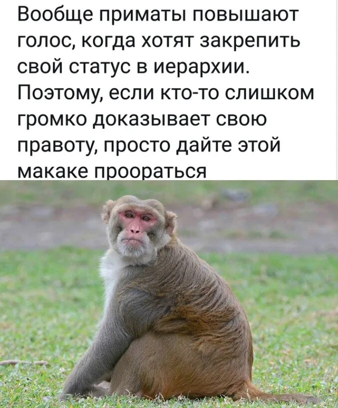 Почему плачешь когда повышают голос. Вообще приматы повышают голос. просто дайте этой макаке проораться. вообще то приматы повышают свой. поэтому дайте этой макаке проораться.