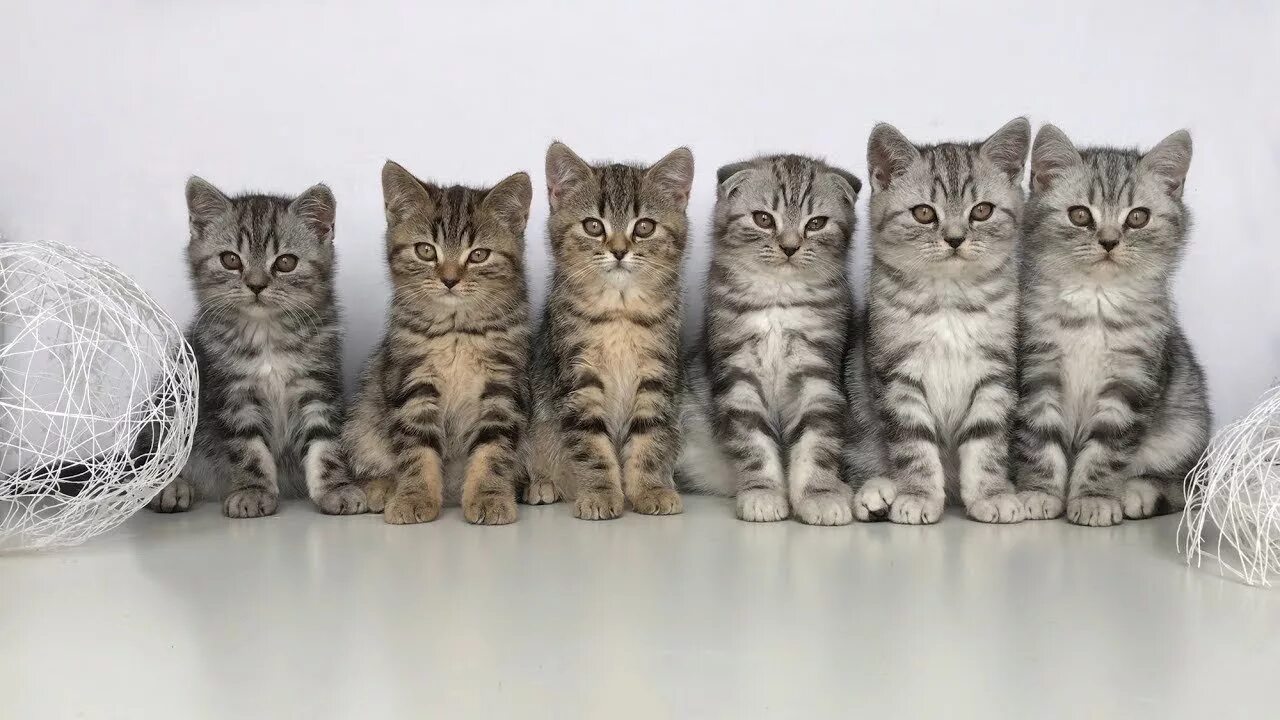 Шотландская вислоухая кошка сколько котят котят. Шотландская вислоухая страйт. скоттиш фолд страйт. скоттиш страйт кошка вислоухая. шотландский скоттиш страйт.