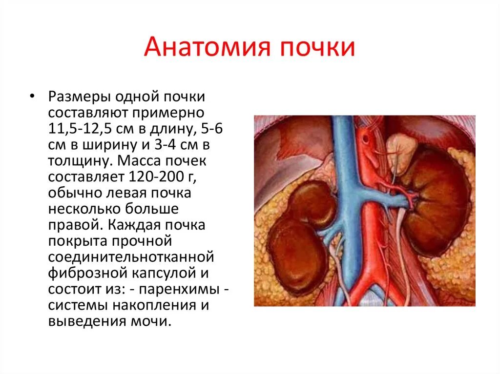 Анатомия и физиология почек. Почки анатомия человека. Строение почки. Анатомическое образование почки.