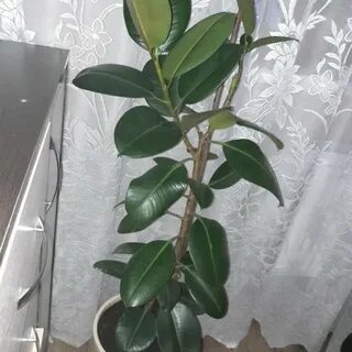 Фикус ли