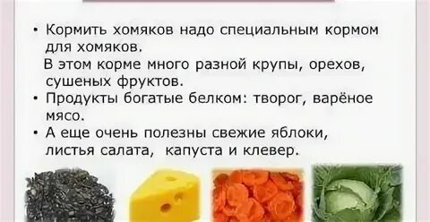 Пекинская капуста хомякам