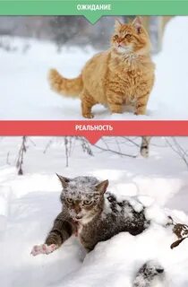 Ожидание реальность новое