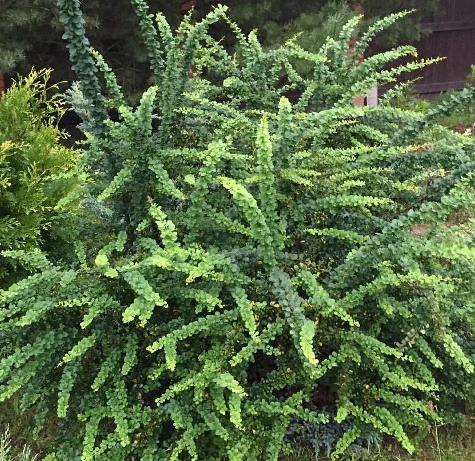 Барбарис грин карпет описание. Барбарис Тунберга Green ornament. Барбарис Грин карпет. Барбарис Тунберга Грин карпет. Барбарис Тунберга Green Carpet.