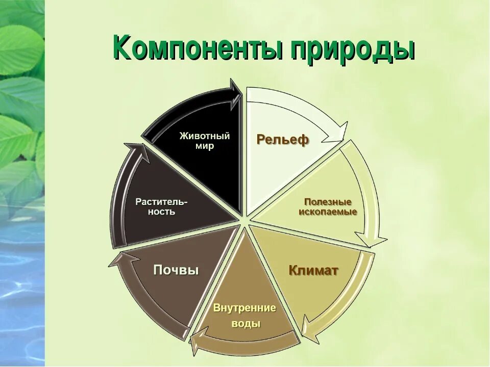 Компоненты природы. Основные компоненты природы. Взаимосвязь компонентов природы. Взаимосвязь элементов природы.