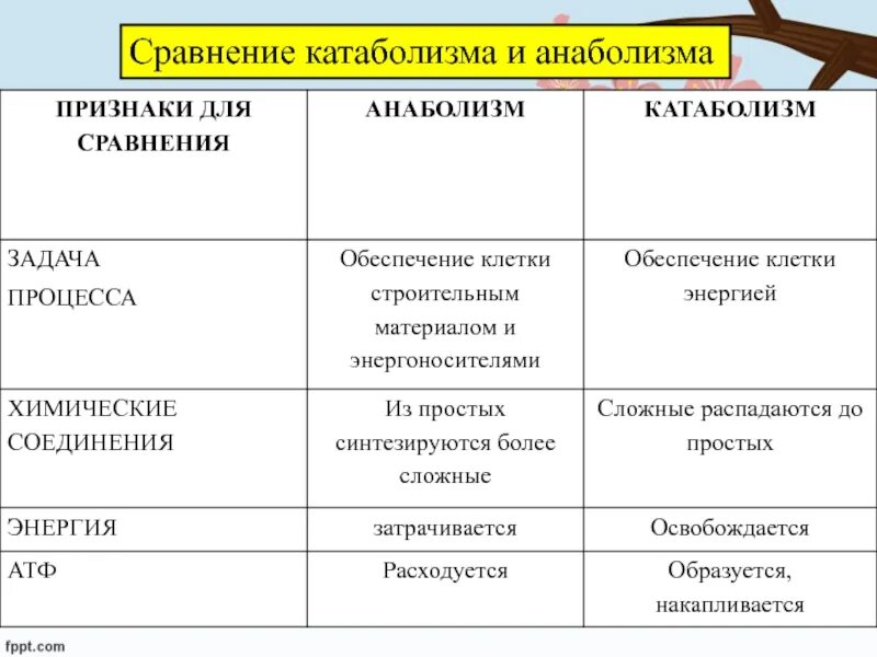 Различия в обмене веществ. Характеристики процесса анаболизма. Что такое метаболизм анаболизм таблица. Сравнение анаболизма и катаболизма таблица. Анаболизм и катаболизм таблица.