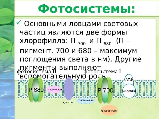 Фотосистема. Фотосистема 2 фотосинтез. Фотосистемы 1 и 2 фотосинтеза. Строение фотосистемы 1. Фотосистема 1 и фотосистема 2.