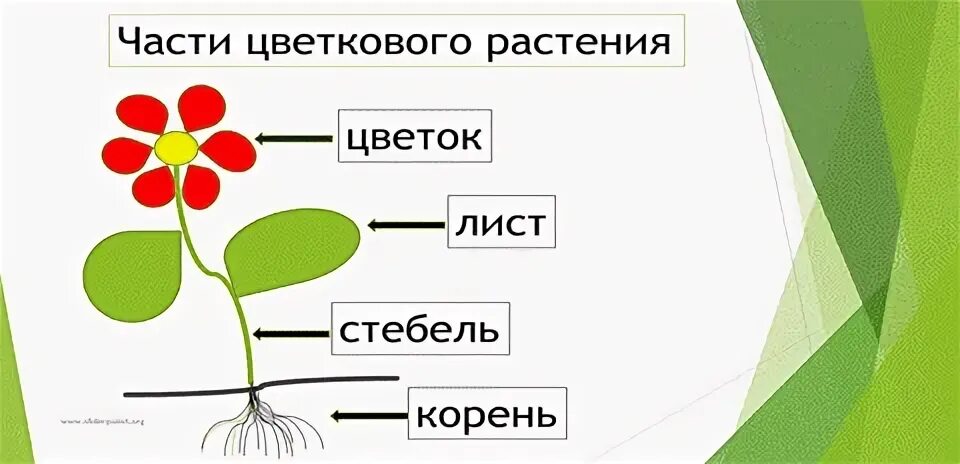 Две главные части цветка. Главные части цветка. Одна Главная часть цветка. Стебли по направлению роста. Дидактическая игра Собери цветок из частей стебель корень цветок.