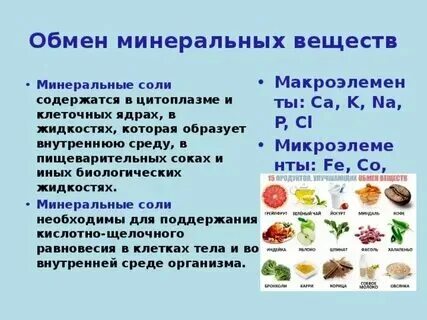 Основные функции выполняемые обменом веществ. Основные функции выполняемые обменом веществ