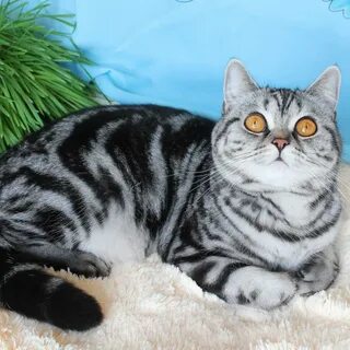 Шотландская прямоухая окрасы