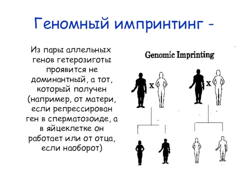 Импринтинг это в генетике. Геномный импринтинг это в генетике. Механизм геномного импринтинга. Геномный импринтинг это в генетике. Геномный импринтинг.