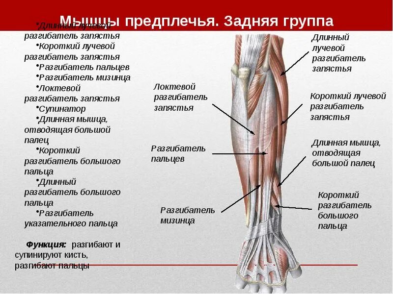 Стороны предплечья. Мышцы предплечья правого вид спереди. Препарат мышц предплечья анатомия.