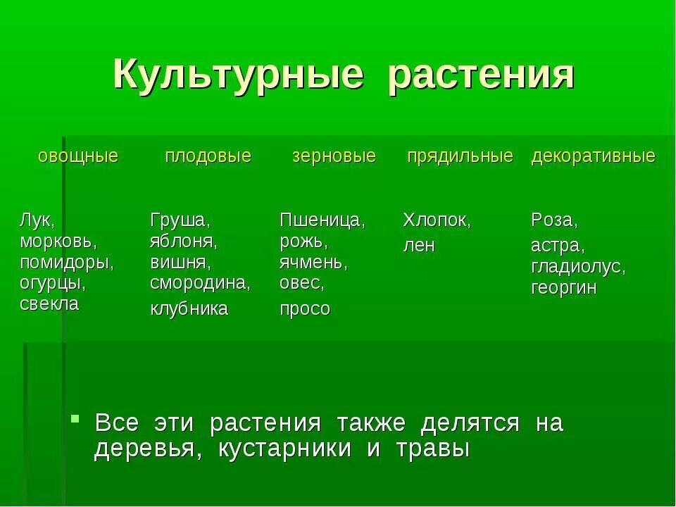 Культурные растения. Культурные деревья. Культурные растения деревья кустарники. Культурные деревья кустарники травы. Распределите культурные растения по группам