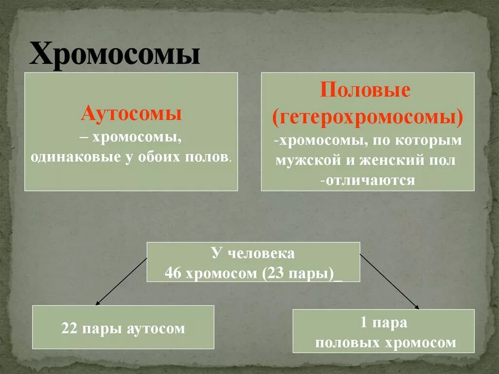 Сколько аутосом содержится у человека. Аутосомы и хромосомы. Аутосомы и половые хромосомы. Аутосомами называются хромосомы. Генетика пола аутосомы и половые хромосомы.