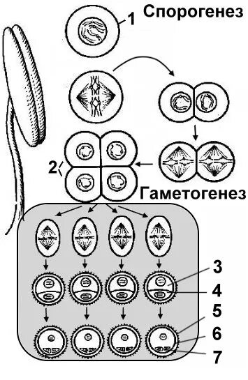 Гаметогенез и спорогенез. Гаметогенез у покрытосеменных растений. Спорогенез и гаметогенез у покрытосеменных. Гаметогенез у покрытосеменных растений схема. Спорогенез и гаметогенез.