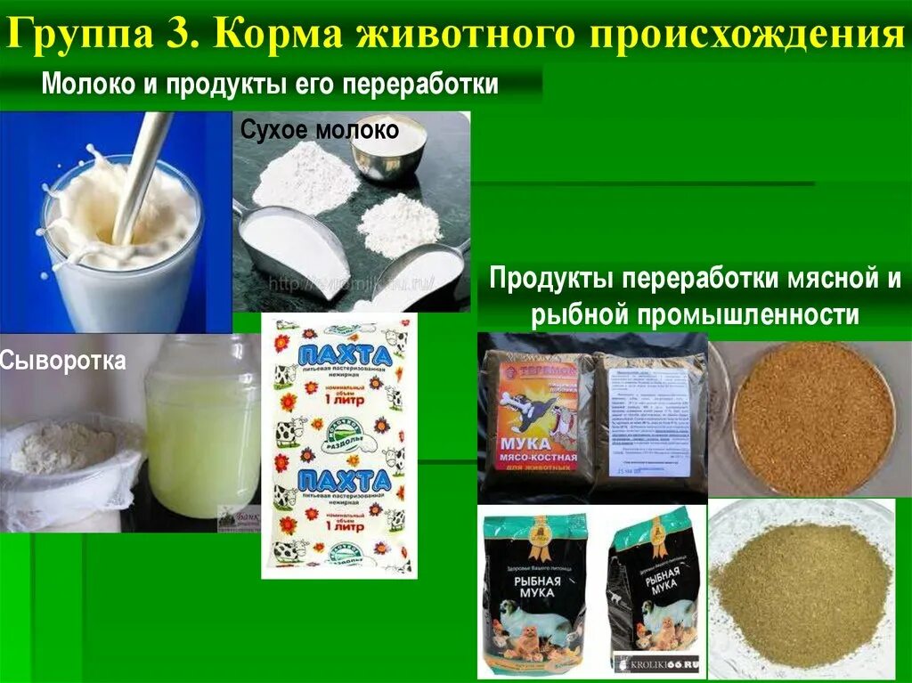 Корма животного происхождения. Молоко и продукты его переработки. Корма животного происхождения для КРС. Корма растительного и животного происхождения. Корма для животных 7 класс технология