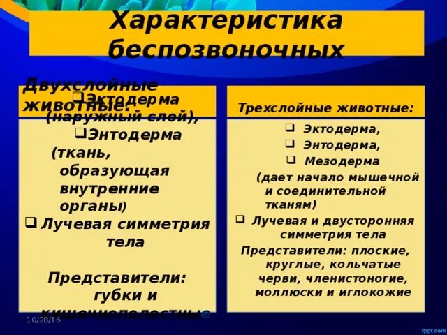 Является трехслойным животным