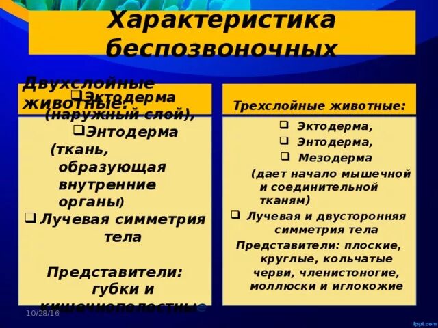 Однослойные и двухслойные животные. Двухслойные животные и трехслойные животные. Двухслойные и трехслойные организмы. Однослойные двухслойные и трехслойные животные таблица. Описание беспозвоночных