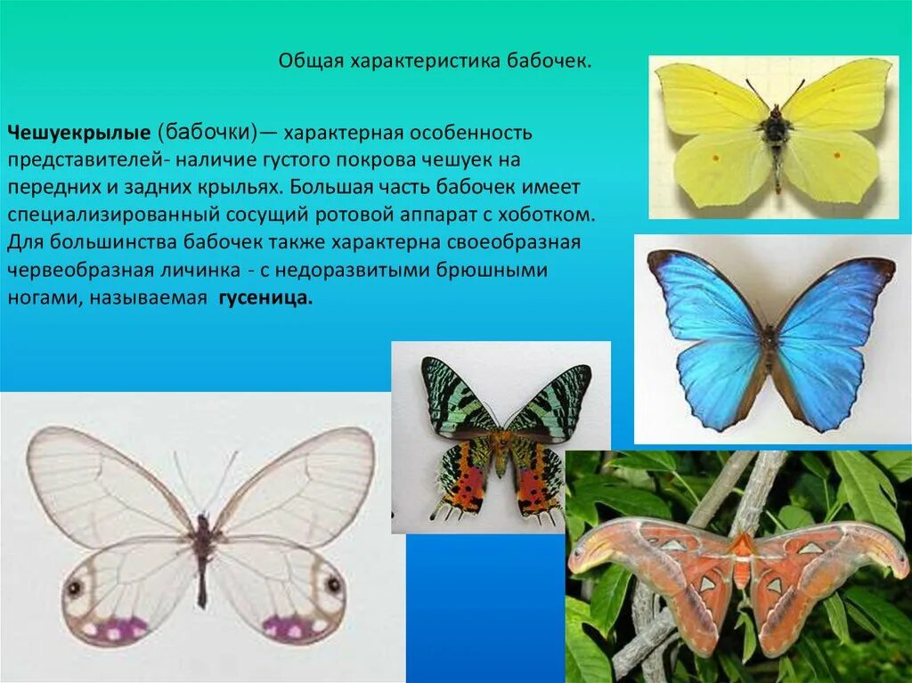 Значение отряда чешуекрылые. Среда обитания отряд чешуекрылые. характеристика крыльев у чешуекрылых. общая характеристика чешуекрылых. бабочки характеристика.