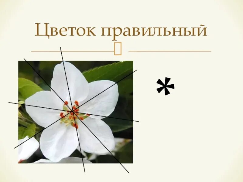 Правильный цветок актиноморфный. Правильные и неправильные цветки. Правильная симметрия цветка
