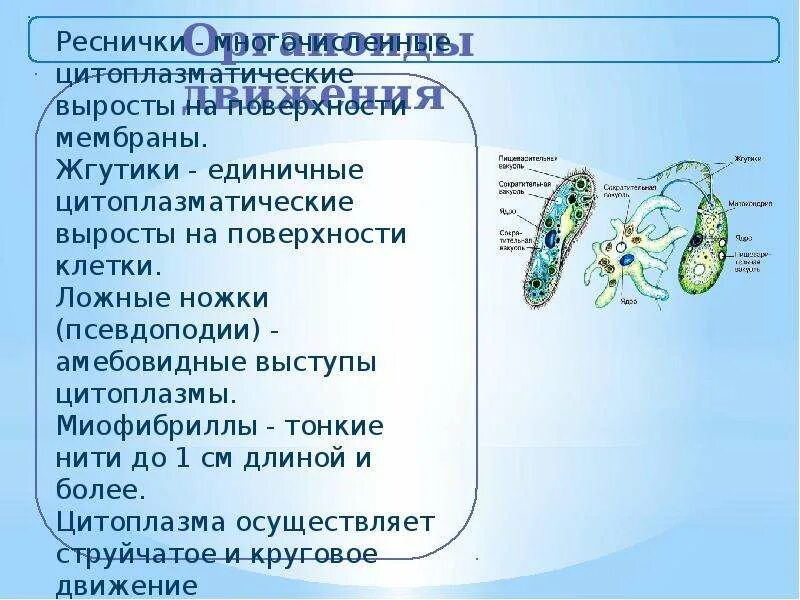 Постоянное движение клетки органоиды движения. Органоиды движения псевдоподии. органоиды движения клетки. органоиды движения реснички. органоиды движения жгутики.