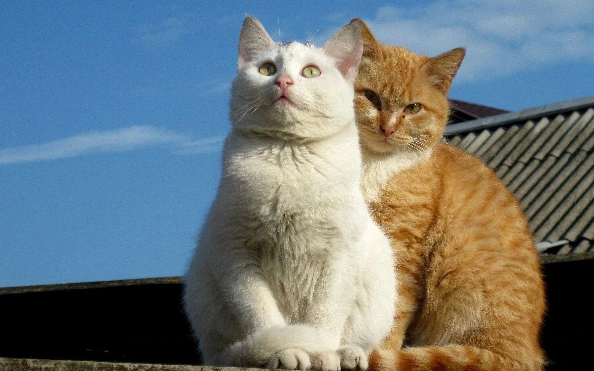 Картинки двух кошек