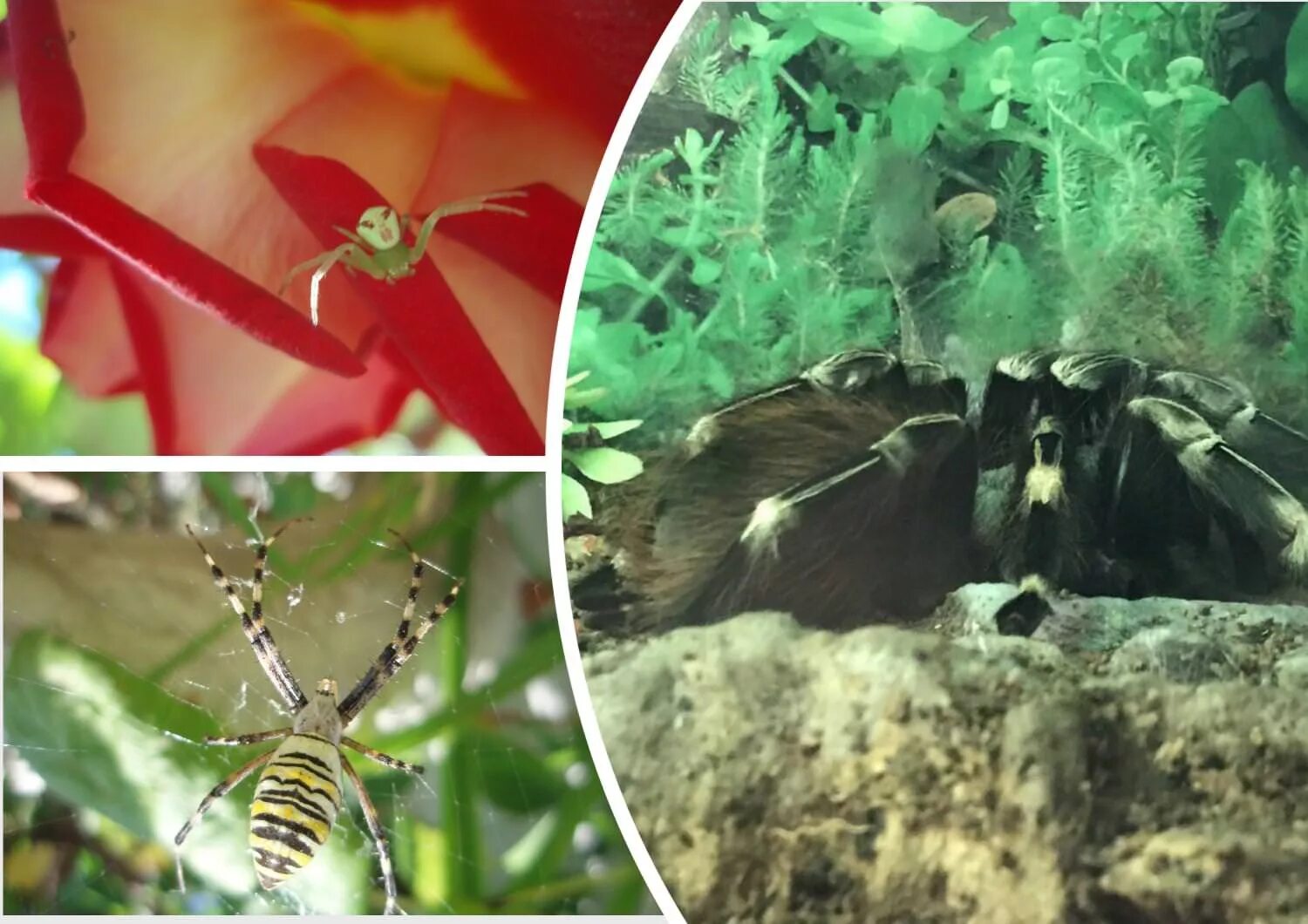Spider Vision Made Clear WIRED