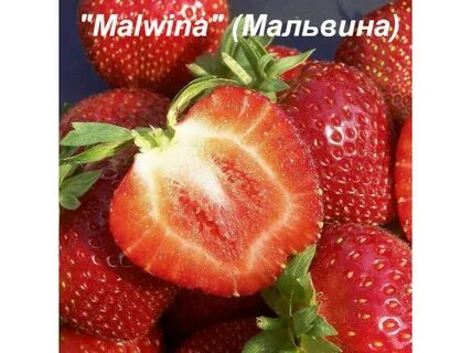 Урожайность мальвины клубники