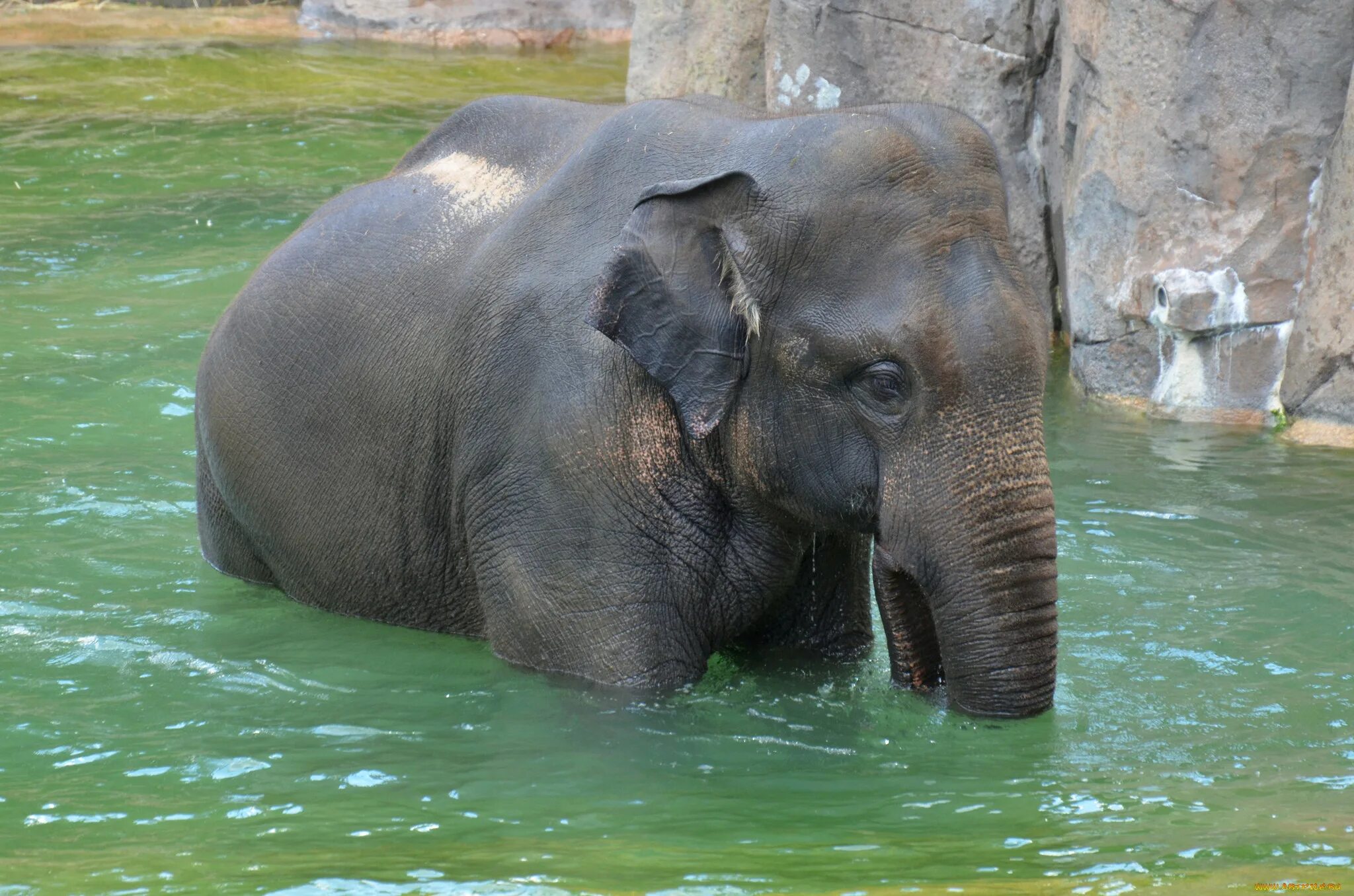 Слоненок. Слон река. Слон купается. Слоненок купается.