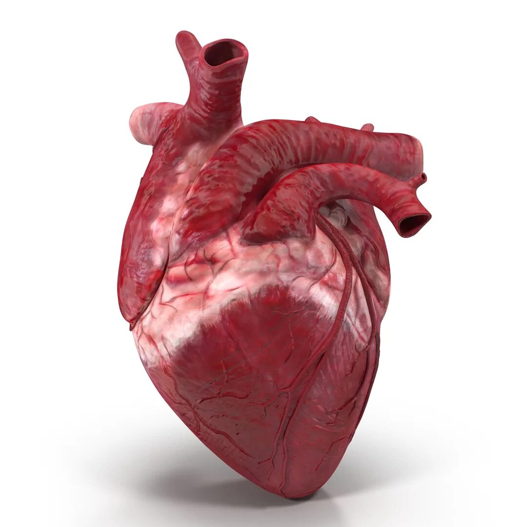 Tuned heart. Человеческое сердце настоящее. Человеческое сердце на белом фоне. Сердечко Анатомическое.