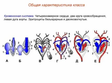 Поперечный срез четырехкамерного сердца