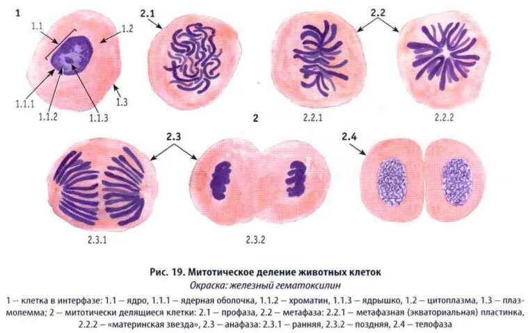 Митотическое деление клеток таблица. Митотическое деление животных клеток. Митотическое деление клетки. Митотическое деление деление. Митотическое бинарное деление.