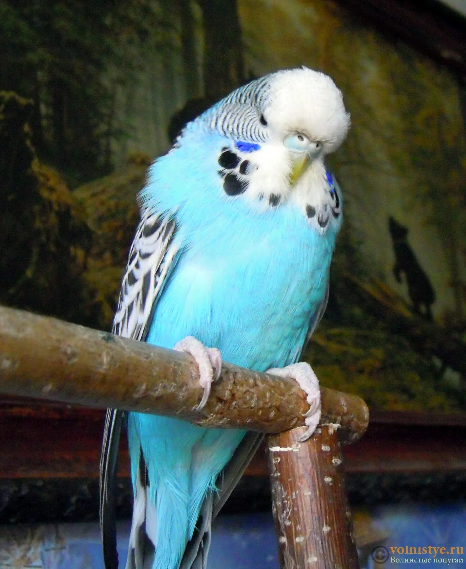 Кобальтовый волнистый попугай. Волнистый попугайчик голубой. Волнистый попугайчик голубой мальчик. Волнистый попугайчик голубой. Волнистый попугайчик голубой.