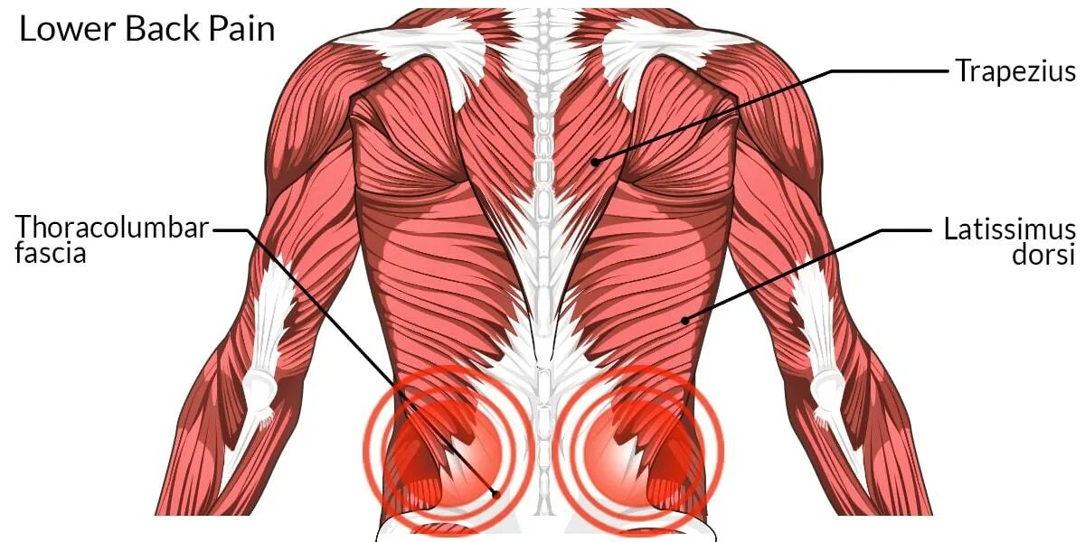 Back between. Back мышца. Lats мышцы. Trapezius Ridge.