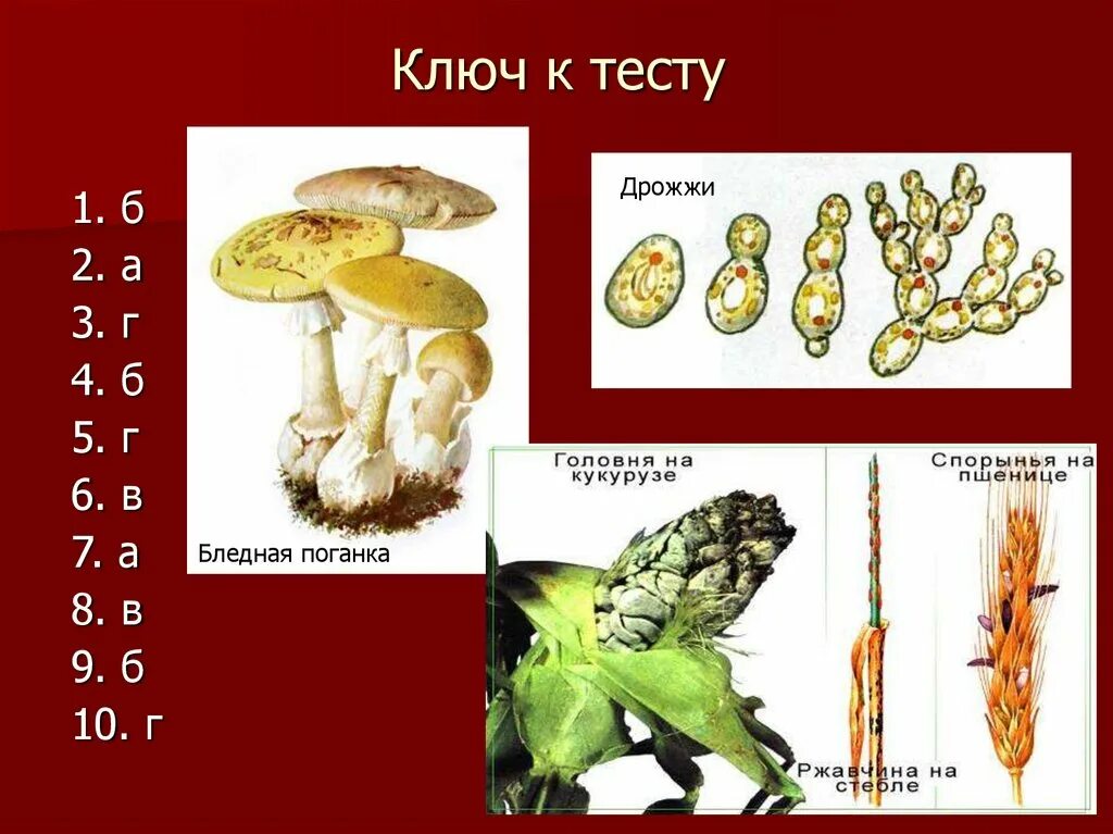 Для грибов характерен рост. Головня гриб строение. Головня строение таблица. Высшее и низшее царство грибов. Царство грибов многообразно.