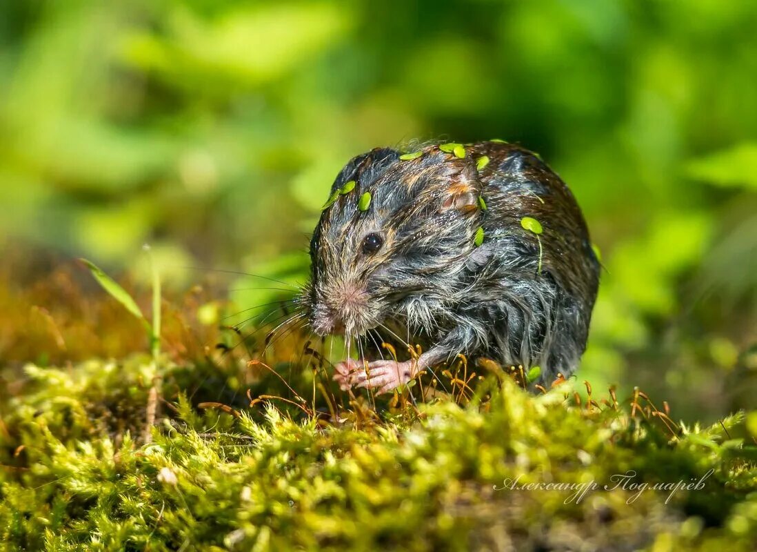 Мокрый мышонок. Мокрый мышонок. Мокрый мышонок. Мокрый мышонок. Ангорский хомяк альбинос.