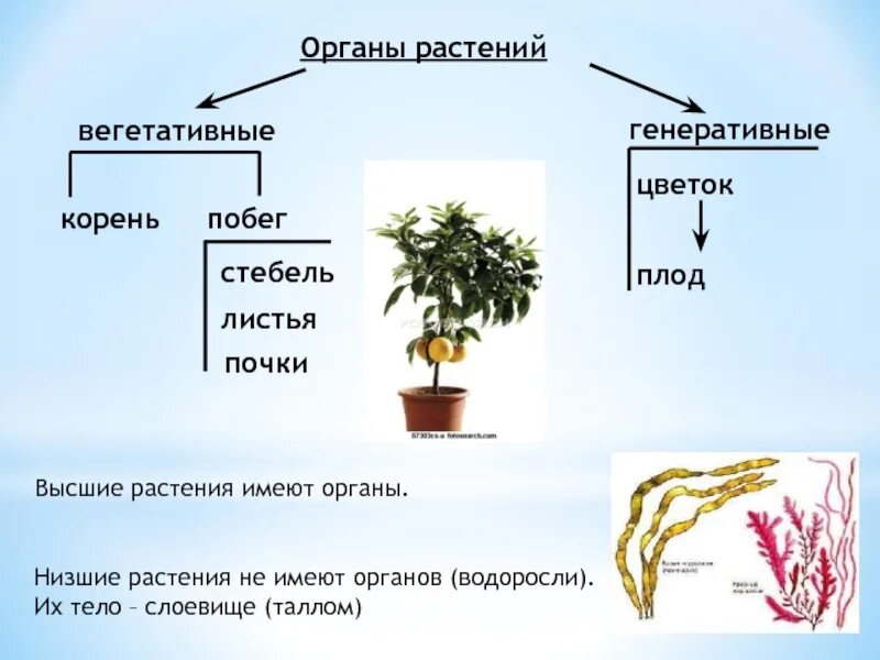 Органы высших растений. Вегетативные и генеративные органы растений. Вегетативные органы высших растений. Вегетативные органы водорослей.