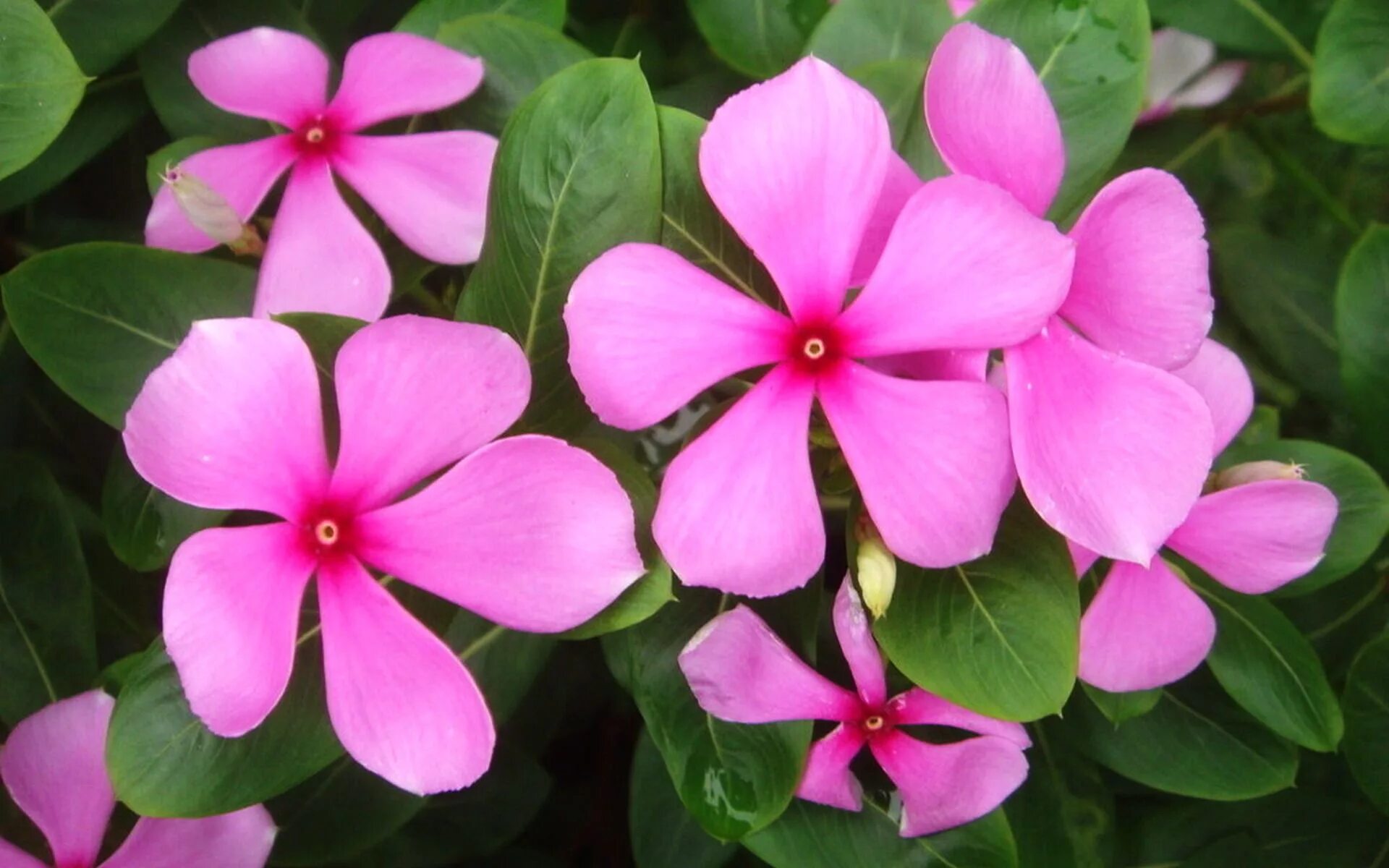 Барвинок розовый. Барвинок розовый катарантус. Catharanthus roseus катарантус розовый. Мадагаскарский Барвинок. Катарантус розовый Мадагаскар.